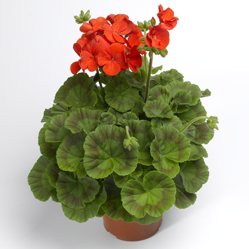 Geranio Pinto Premium Rojo Intenso